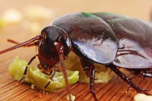 Уничтожение тараканов в кафе и ресторанах