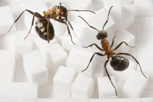 Уничтожение муравьев (в квартире в доме)