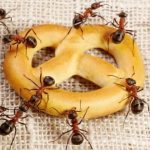Уничтожение муравьев (в квартире в доме)