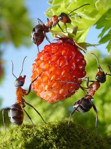 Уничтожение муравьев (на участке и территории)