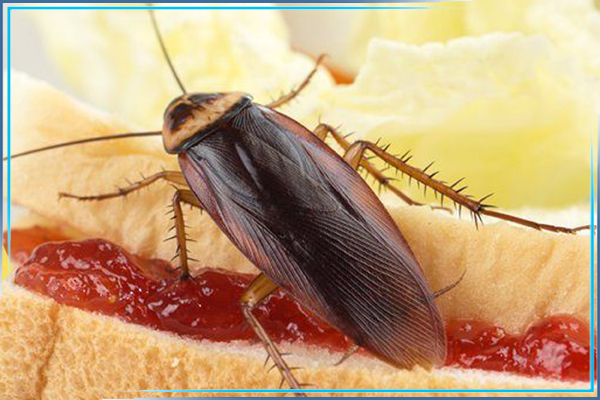 Обработка от тараканов в кафе, магазине, ресторане, столовой: как ...