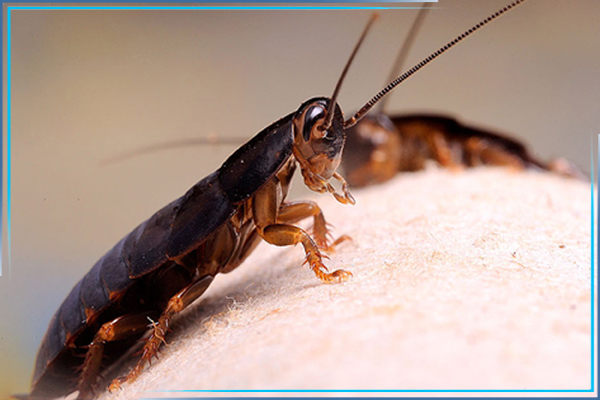 Как подготовиться к обработке от тараканов?