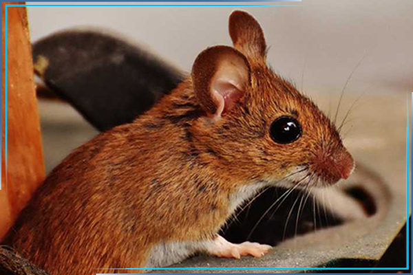 Обработка от мышей: с чего начать борьбу с мышами в доме?