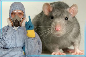 Дезинфектор и крыса