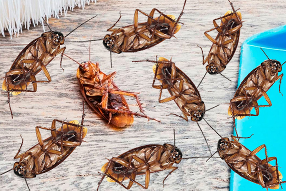 Тараканы в москве